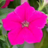 Опера Суприм F1 розовая (rose) семена петунии ампельной (Takii Seeds)