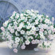 Опера Супрім F1 біла (white) насіння петунії ампельної (Takii Seeds)