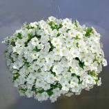 Опера Супрім F1 біла (white) насіння петунії ампельної (Takii Seeds)