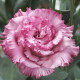 Корелли F1 deep pink семена эустомы махр. 70-90см (Takii Seeds)
