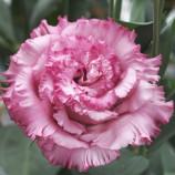 Кореллі F1 deep pink насіння еустоми махр. 70-90см (Takii Seeds)