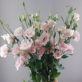 Корелли F1 light pink семена эустомы махр. 70-90см (Takii Seeds)