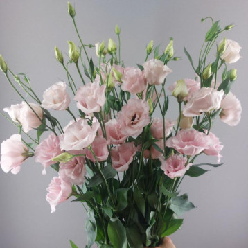 Кореллі F1 light pink насіння еустоми махр. 70-90см (Takii Seeds)