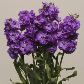 Сіндерелла синій (blue) насіння левкоя 20-25см (Takii Seeds)