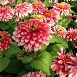 Свіззл F1 cherry-ivory насіння циннії низькорослої 20-25см (Syngenta)