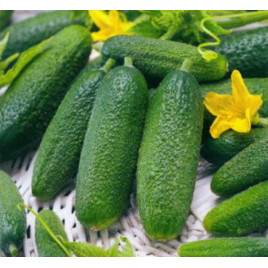 Альпака F1 семена огурца корнишона партенокарп. раннего 42-45 дн. 8-11 см (Bejo)