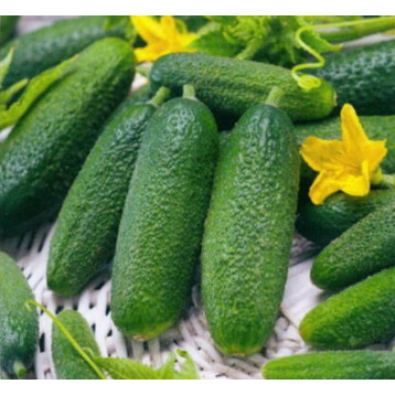 Альпака F1 семена огурца корнишона партенокарп. раннего 42-45 дн. 8-11 см (Bejo)