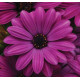 Акила F1 purple семена остеоспермума 20-25см (Pan American)