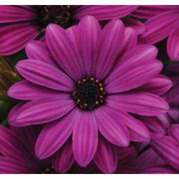 Акила F1 purple семена остеоспермума 20-25см (Pan American)