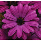 Акіла F1 purple насіння остеоспермуму 20-25см (Pan American)