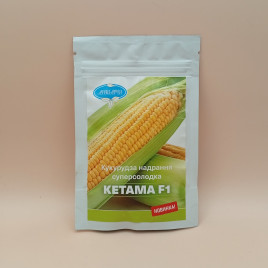 Кетама F1 насіння кукурудзи суперсолодкої Sh2 ранньої 67-70 дн. 23 см 16-18 р. (Harris Moran/Clause)