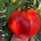 Массон F1 семена томата индет. среднераннего 70-75 дн. с носиком 250-270 гр. красный (Clause)
