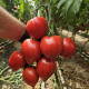 Массон F1 семена томата индет. среднераннего 70-75 дн. с носиком 250-270 гр. красный (Clause)