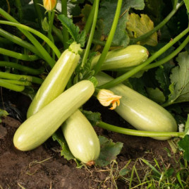 Серена F1 насіння кабачка (Syngenta)