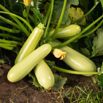 Серена F1 семена кабачка раннего 40дн. светло-зеленого (Syngenta) НЕТ ТОВАРА