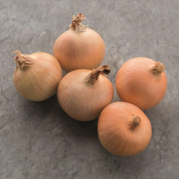 Хайтюн F1 (Хайтьюн F1) (precision seeds) семена лука репчатого тип Райнсбургер среднего 105-115 дн. 130-150 гр. желтого (Bejo)