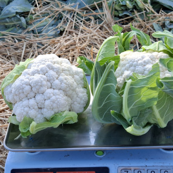 Солистар F1 (Солис Стар F1) семена капусты цветной ранней 55-58 дн. 1,5-2 кг бел. (Syngenta)