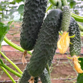 ЄС 22011 F1 (ES 22011 F1) насіння огірка корнішону партенокарп. раннього 10-12 см (Ergon seeds)