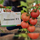 Томат Ланканг F1