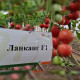 Ланканг F1 семена томата индет. раннего 55 дн. окр. 240-260 гр. роз. (Vilmorin)