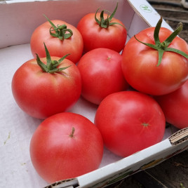 Ланканг F1 семена томата индет. раннего 55 дн. окр. 240-260 гр. роз. (Vilmorin)