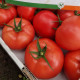 Томат Маністелла F1