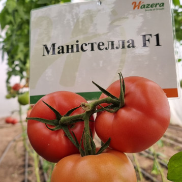 manistella-f1-semena-tomata-