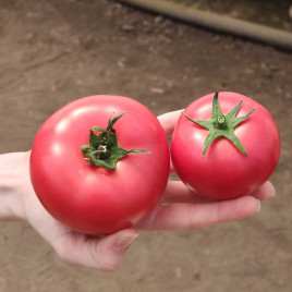 Томат Пінк Клер F1 (HTP-11) 