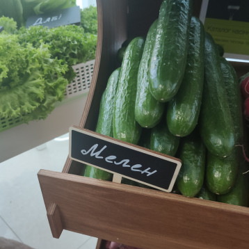 семена огурца мелен f1
