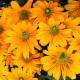 Амарилло Голд семена рудбекии 30-35см (Benary)