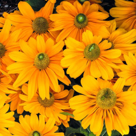 Амарилло Голд семена рудбекии 30-35см (Benary)