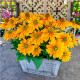 Амарілло Голд насіння рудбекії 30-35см (Benary)