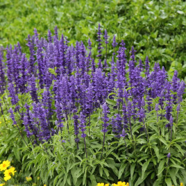 Вікторія синя насіння сальвії борошнистої (Benary)