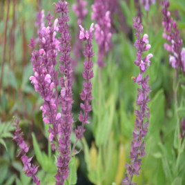 Роуз Квин (Queen Rose) розовая семена сальвии (Benary)