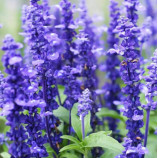 Блу Квін (Queen Blue) синя насіння сальвії (Benary)