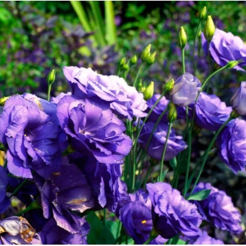 Розі F1 lavender blue насіння еустоми махрової 15-25см (Takii Seeds)