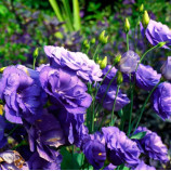 Рози F1 lavender blue семена эустомы махровой 15-25см (Takii Seeds)