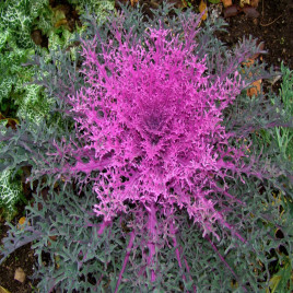 Пеакок F1 червона (red) насіння декоративної капусти 20-30см (Takii Seeds)