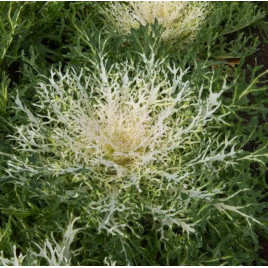 Пеакок F1 біла (white) насіння декоративної капусти 20-30см (Takii Seeds)