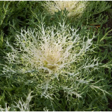 Пеакок F1 біла (white) насіння декоративної капусти 20-30см (Takii Seeds)