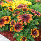 Аутум Колорс (Autumn Colors) насіння рудбекії 50-60см (Benary)