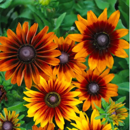 Аутум Колорс (Autumn Colors) насіння рудбекії 50-60см (Benary)