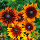 Аутум Колорс (Autumn Colors) семена рудбекии 50-60см (Benary)