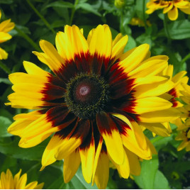 Денвер Дейзі (Denver Daisy) насіння рудбекії 50-60см (Benary)