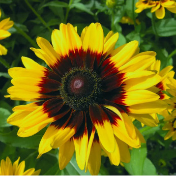 Денвер Дейзі (Denver Daisy) насіння рудбекії 50-60см (Benary)