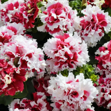 Петуния Пирует F1 красная (red)