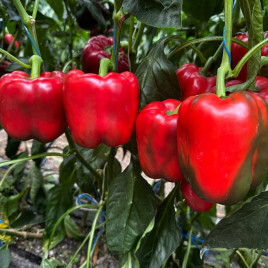 Фасіло F1 насіння перцю солодкого тип Блочний раннього куб. 250 гр. 9х11 см зел./червон. (Hazera)