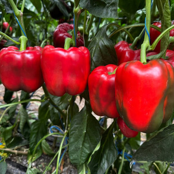 Фасило F1 семена перца сладкого тип Блочный раннего куб. 250 гр. 9х11 см зел./красн. (Hazera)