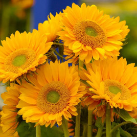 Санріч F1 gold насіння соняшнику декоративного 130-190см (Takii Seeds)