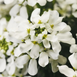 Таху білий насіння іберису (Syngenta)